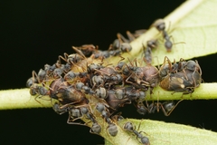 Dolichoderus thoracicus