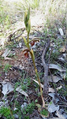 Pterostylis hamata