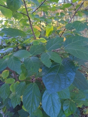 Calycanthus floridus