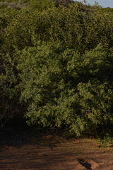 Pimelea microcephala