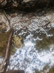 Bombina variegata