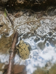 Bombina variegata