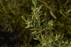Pimelea microcephala