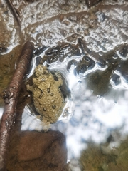 Bombina variegata