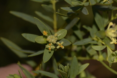 Pimelea microcephala