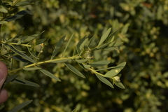 Pimelea microcephala