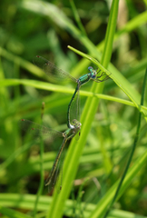 Lestes virens vestalis