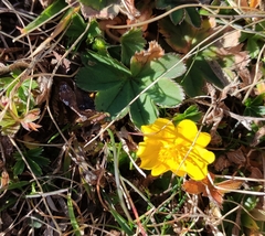 Potentilla crantzii