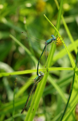 Lestes virens vestalis