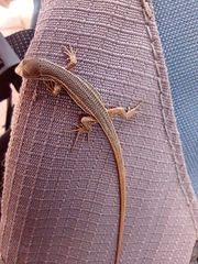 Psammodromus algirus