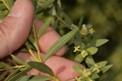 Pimelea microcephala