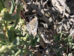 Theclinesthes serpentata