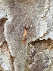 Formica rufa