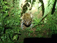 Leptodactylus savagei