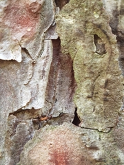 Formica rufa