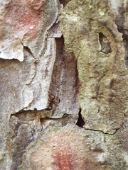Formica rufa