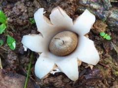 Geastrum