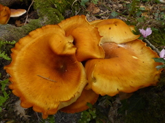 Omphalotus olearius