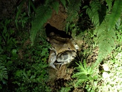 Leptodactylus savagei