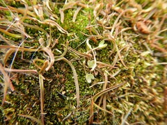 Ranunculus samojedorum