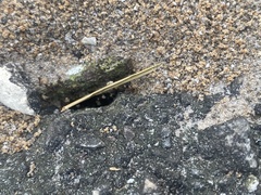 Pheidole obscurithorax