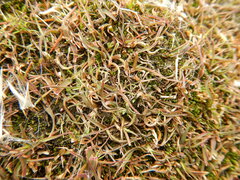 Puccinellia phryganodes