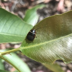 Ellipsidion