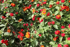 Lantana horrida