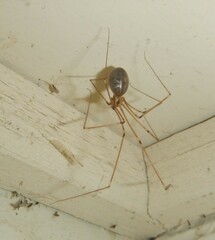 Pholcus phalangioides