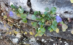 Campanula cochleariifolia