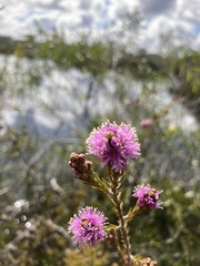 Melaleuca squamea