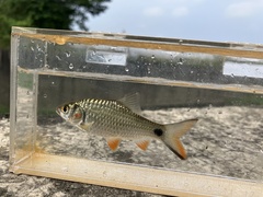 Systomus orphoides