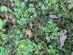 Oxalis stricta