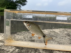 Systomus orphoides
