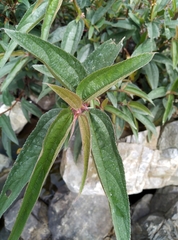 Boehmeria densiflora