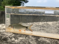 Systomus orphoides