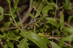 Roepera fruticulosa
