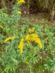 Solidago canadensis