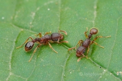 Tetramorium