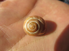 Cepaea nemoralis