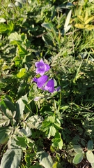 Campanula rhomboidalis