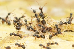 Dolichoderus affinis