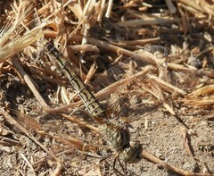 Brachythemis impartita