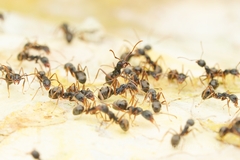 Dolichoderus affinis