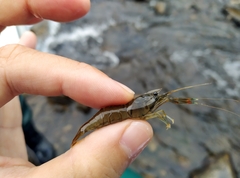 Macrobrachium asperulum