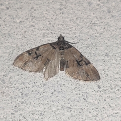 Epirrhoini