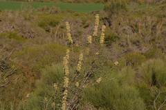 Hakea recurva