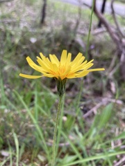 Microseris walteri