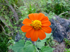 Tithonia