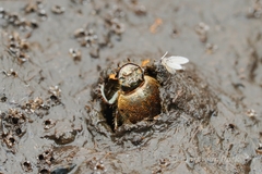 Onthophagus